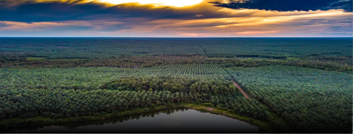 scenery of oil plantation